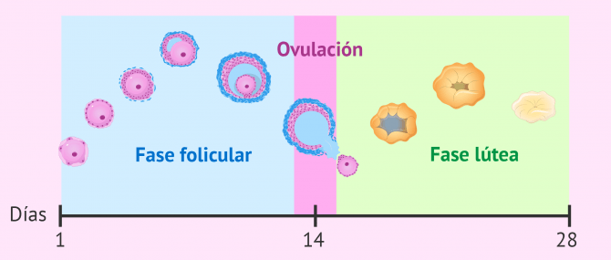 Imagen: Fase folicular