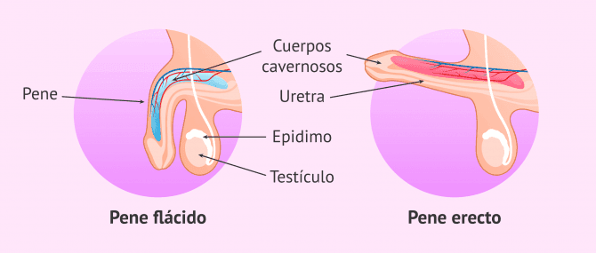 Imagen: Mecanismo de erección del pene