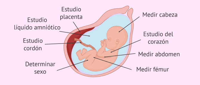 Control prenatal del embarazo pruebas analiticas y ecografias