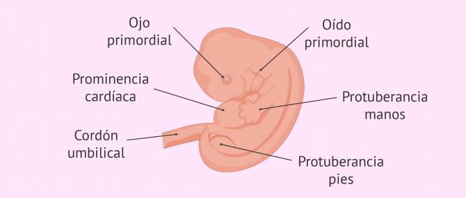 Imagen: 6 semanas de gestación. Desarrollo del bebé.