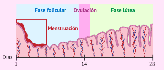 Imagen: Cambios del endometrio durante el ciclo menstrual