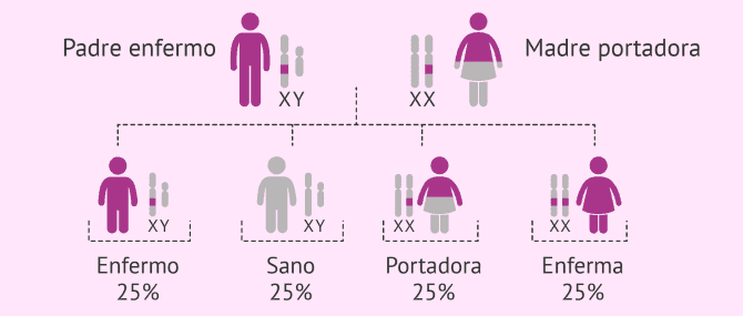 Imagen: Herencia de enfermedades ligadas al cromosoma X recesivas