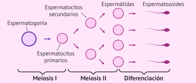 Imagen: Proceso de la espermatogénesis