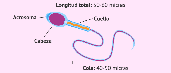 Imagen: Espermatozoide de buena calidad