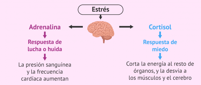 Imagen: Esquema de las hormonas del estrés