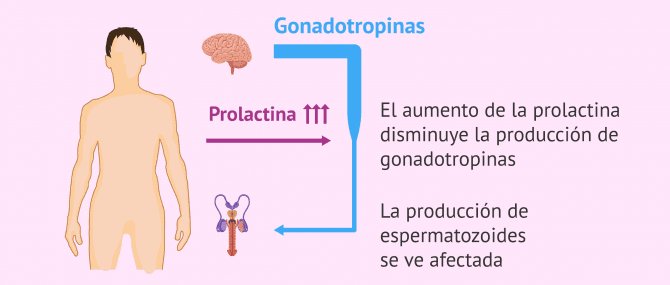 Imagen: Esquema del mecanismo de acción de la hiperprolactinemia