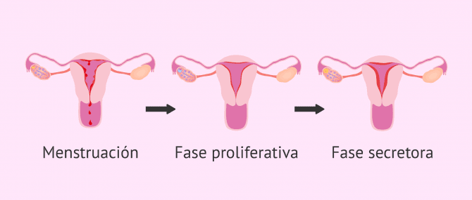 Imagen: Estado del endometrio durante el ciclo menstrual