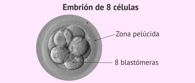 Imagen: Embrión de 3 días