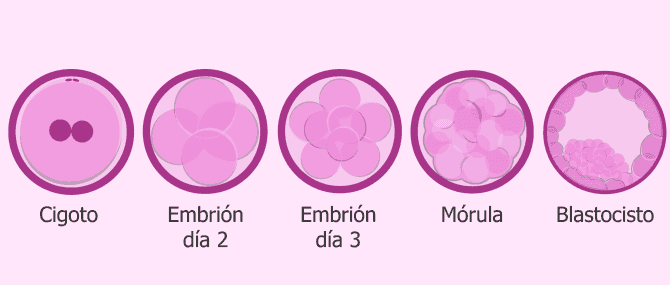 Imagen: Desarrollo embrionario