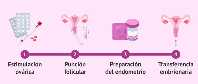 Imagen: Etapas de la FIV hasta la transferencia embrionaria