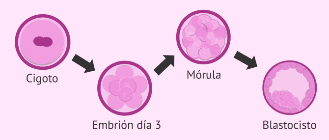 Imagen: Desarrollo embrionario tras FIV