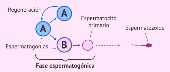 Imagen: Fase proliferativa o de multiplicación