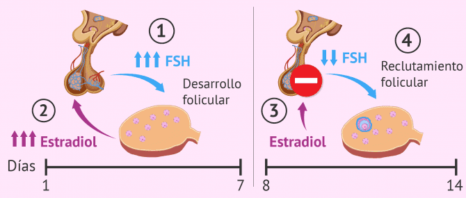 Imagen: Fase folicular del ciclo menstrual