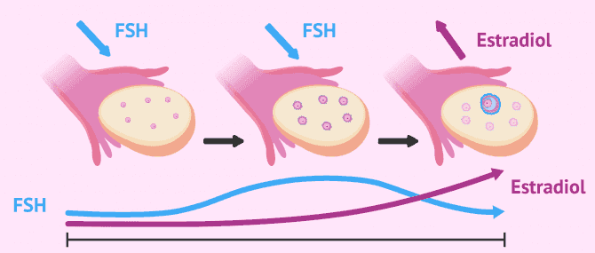 Imagen: Estrimulación folicular por FSH