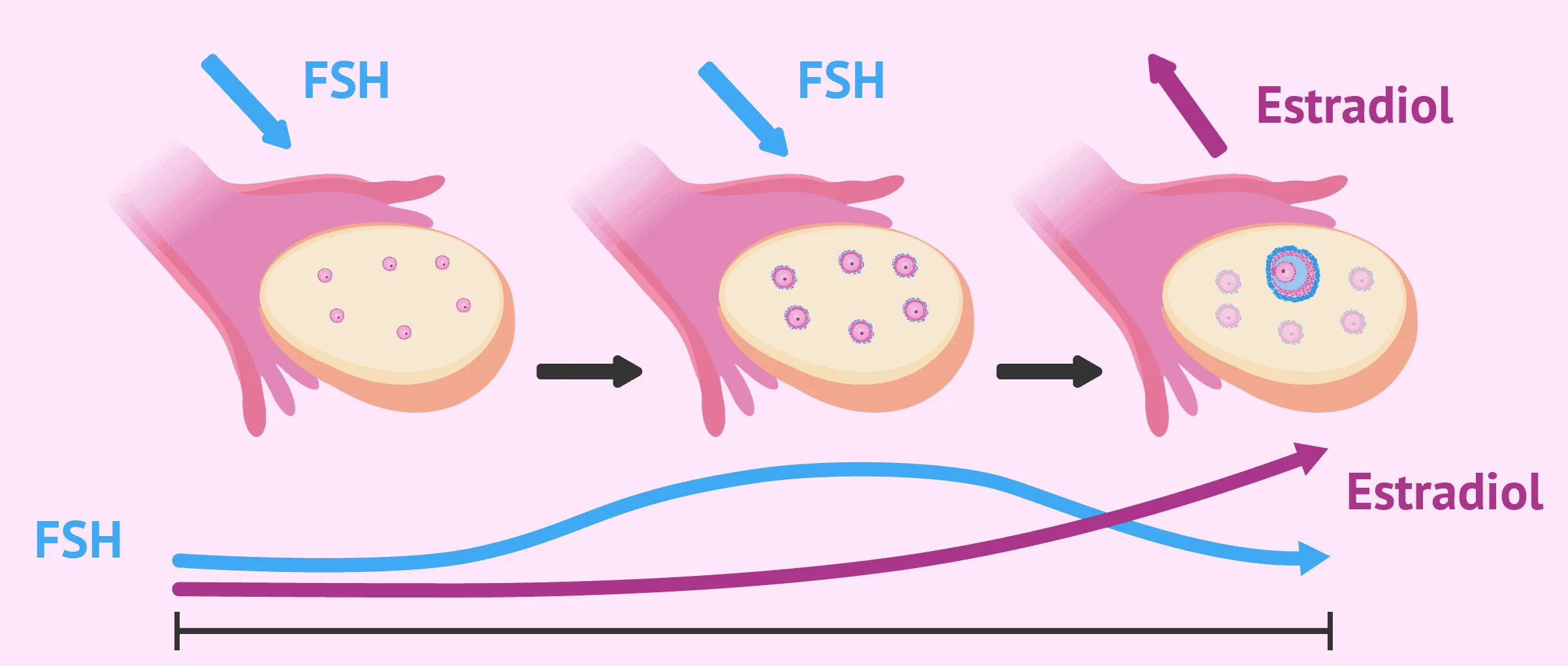 Fase folicular del ciclo menstrual y actuación de la FSH