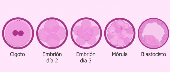 Imagen: Cigoto con dos pronúcleos