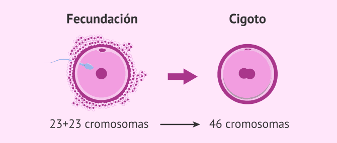 Imagen: Fecundación y formación del cigoto