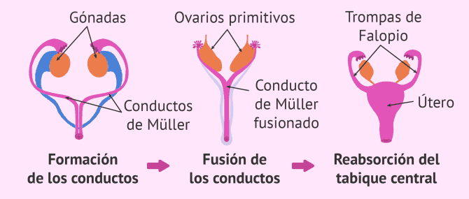 Imagen: Pared endometrial