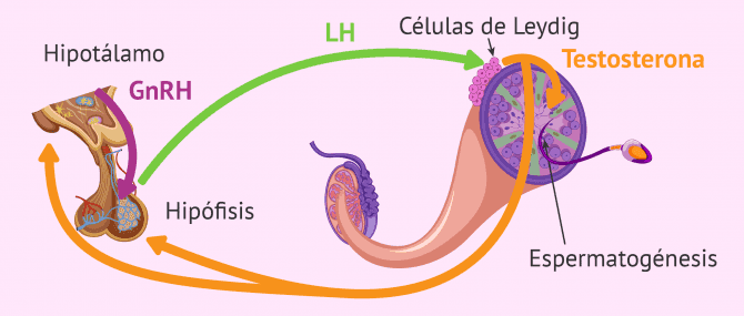 Imagen: Función de la LH en la espermatogénesis