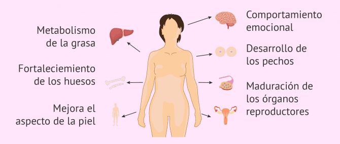 Imagen: Funciones de los estrógenos