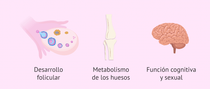 Imagen: Funciones de la testosterona en las mujeres