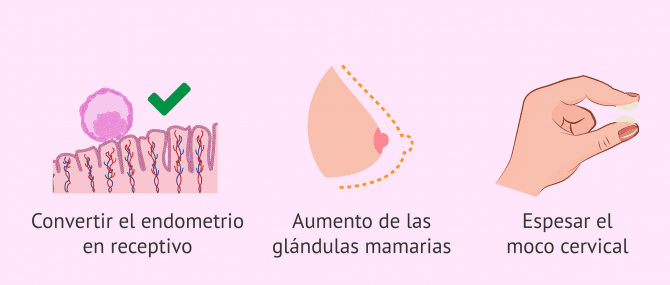 Imagen: Funciones de la progesterona en la mujer