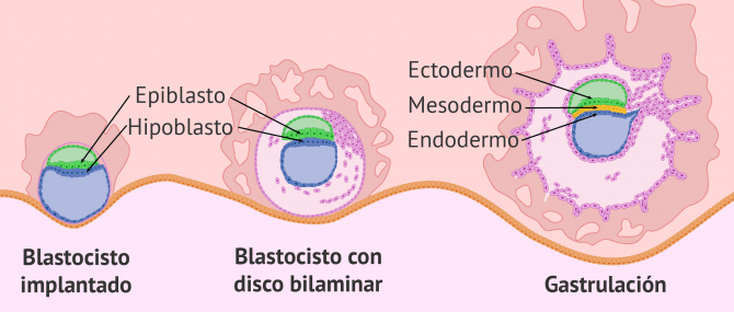 Imagen: Definición de la gastrulación humana