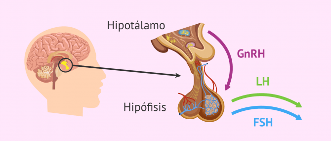 Imagen: Eje hipotálamo-hipofisario