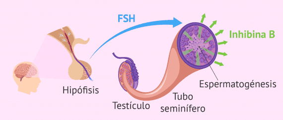 Imagen: Hormonas que actúan en la espermatogénesis