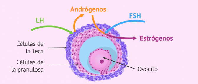 Imagen: Ovario y útero estimulados por hormonas