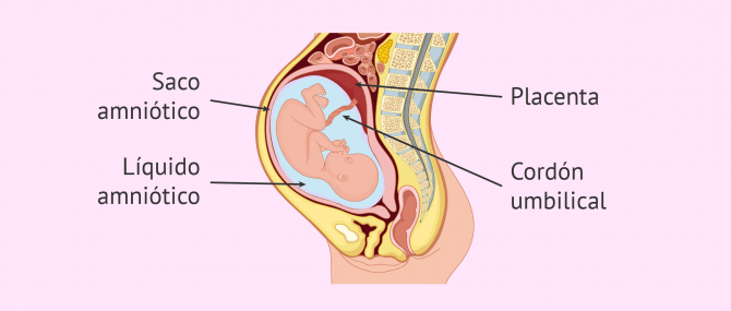 Imagen: Contenido del líquido amniótico