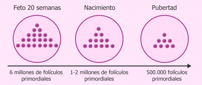 Imagen: Mediante un análisis de sangre se valora una hormona que indica el número de folículos ováricos presentes.