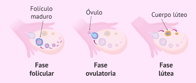 Imagen: Momento de la ovulación