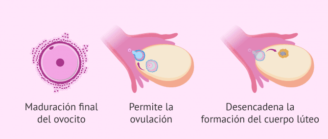 Imagen: Mecanismos de acción de Ovitrelle