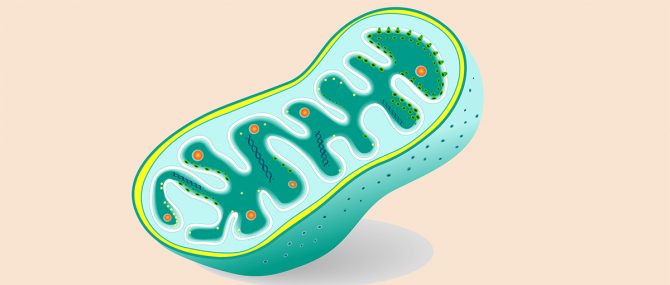 Imagen: Herencia de las mitocondrias