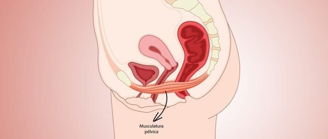 Imagen: Suelo pélvico