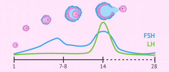 Imagen: Niveles de FSH y LH durante el ciclo menstrual