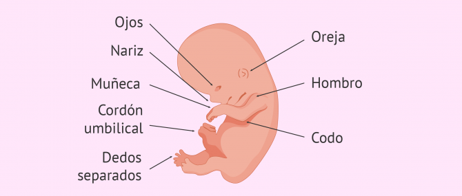 Imagen: Desarrollo embrionario con 9 semanas de gestación.