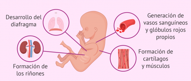 Imagen: Desarrollo del feto con 11 semanas de gestación