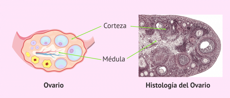 Imagen: Partes del ovario