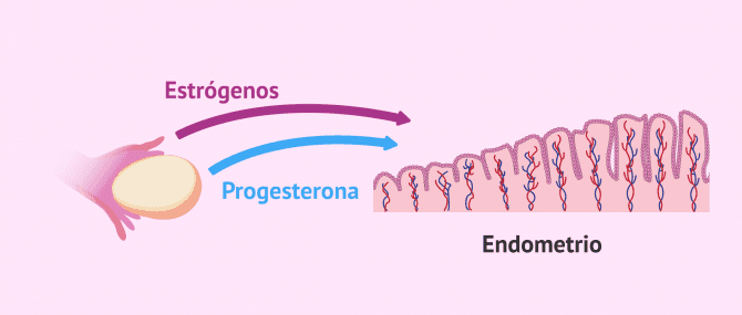 Imagen: Endometrio y ciclo natural