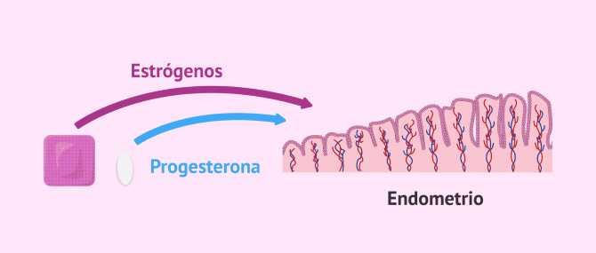 Imagen: Preparación endometrial para ciclo sustituido