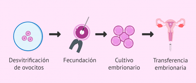 Imagen: Desvitrificación de óvulos para fecundar