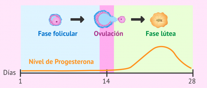 Imagen: Producción de progesterona por el cuerpo lúteo