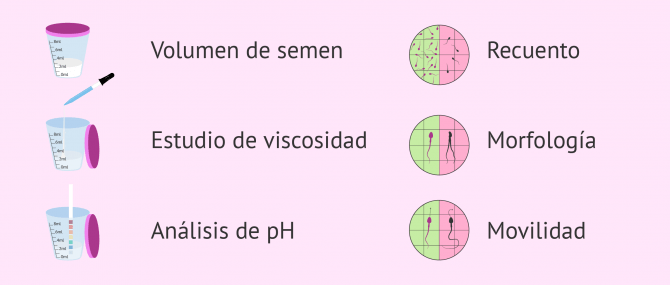 Imagen: Pruebas de fertilidad masculina: seminograma básico