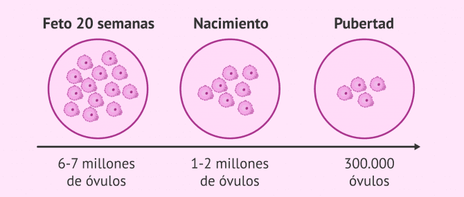 Imagen: Agotamiento de la reserva ovárica