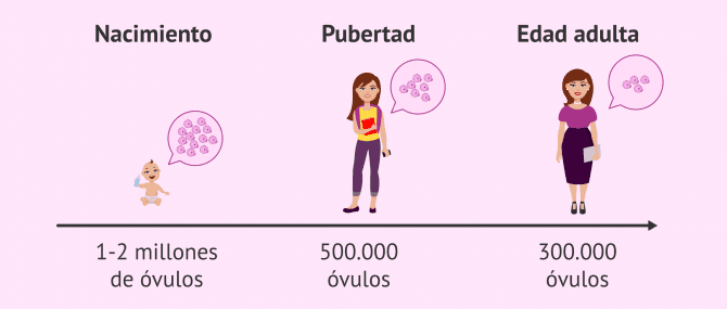 Imagen: Reserva ovárica en el nacimiento, pubertad y edad adulta