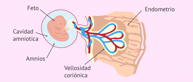 Imagen: Desarrollo del embrión con cuatro semanas