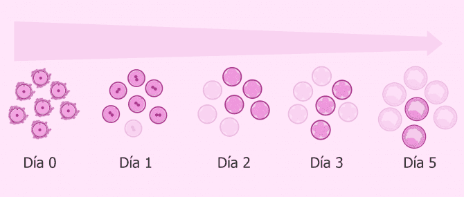 Imagen: No todos los embriones llegan a blastocisto