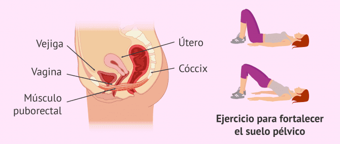 Imagen: Cómo fortalecer el suelo pélvico